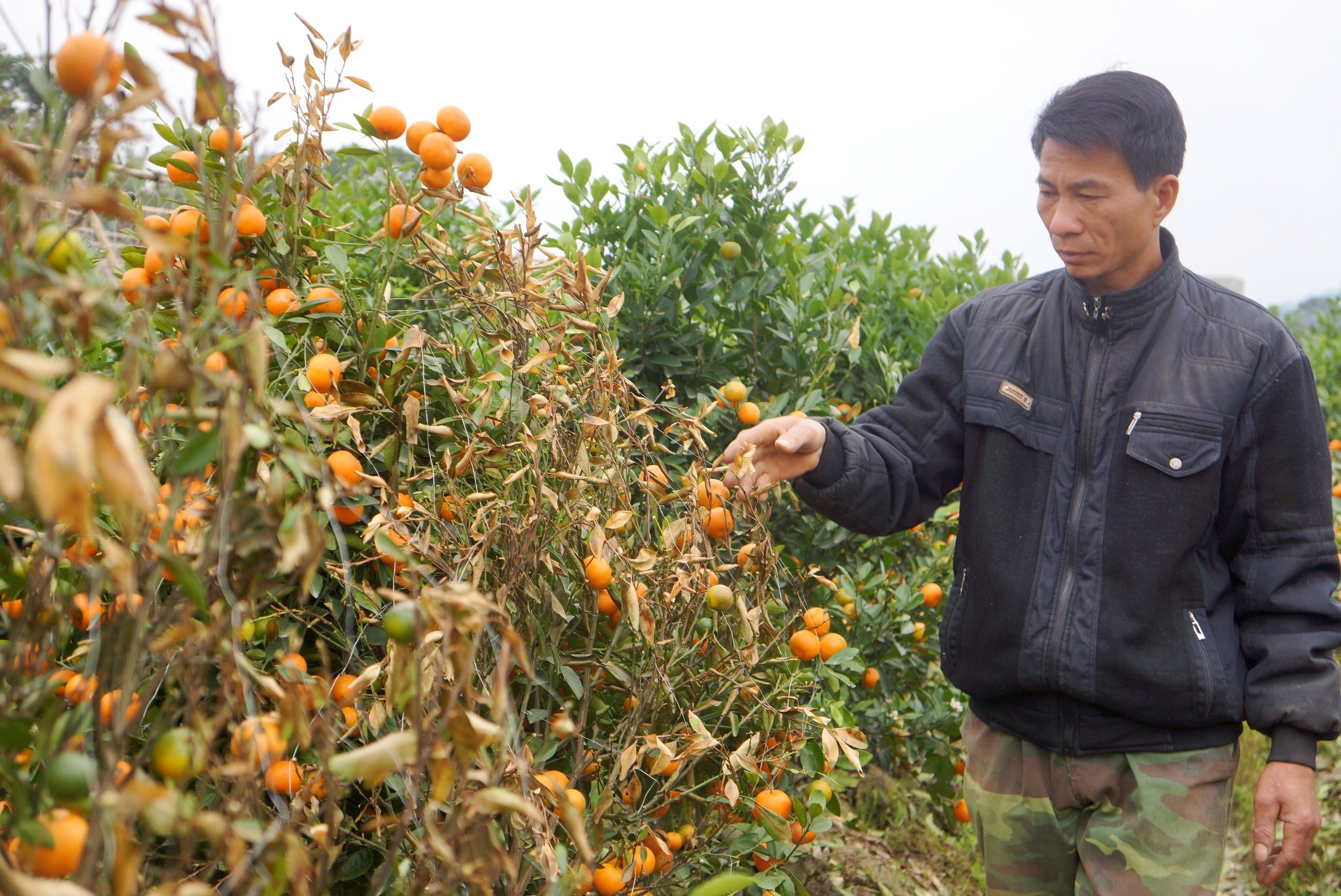 Bat ke dung thuoc diet co pha hoai 2 vuon quat dip Tet cua hang xom hinh anh