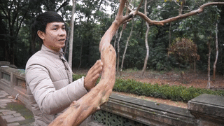 Cay oi gan 100 tuoi 'gai la cuoi' o di tich Lam Kinh hinh anh