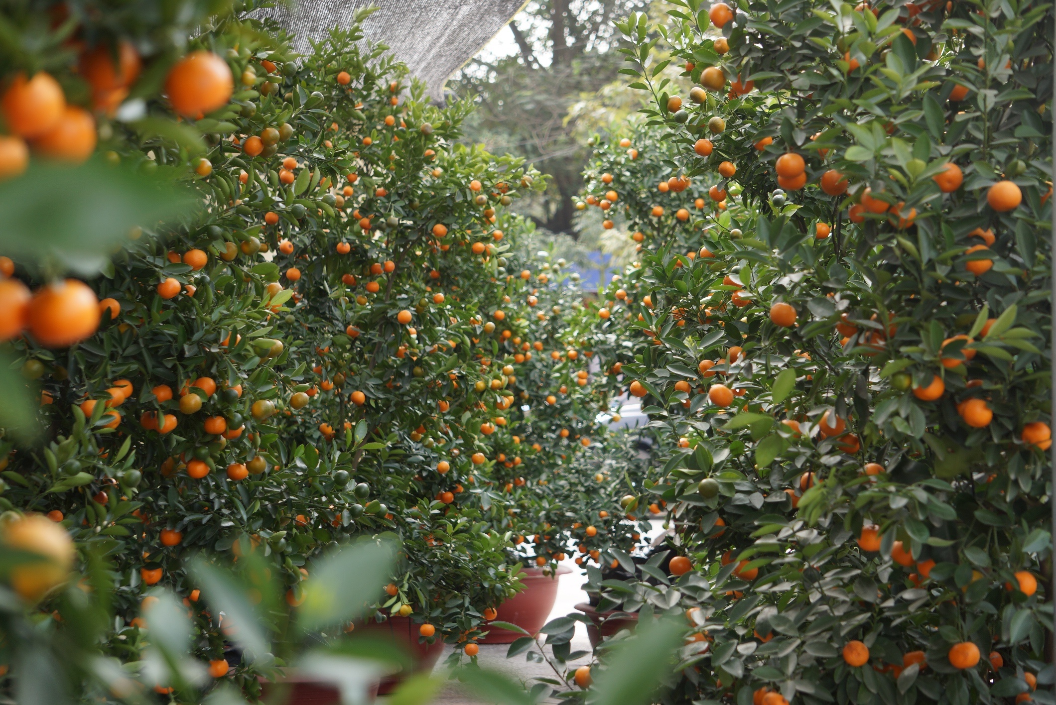 Quat canh cho hoa Tet tang gia do tran lu lich su hinh anh