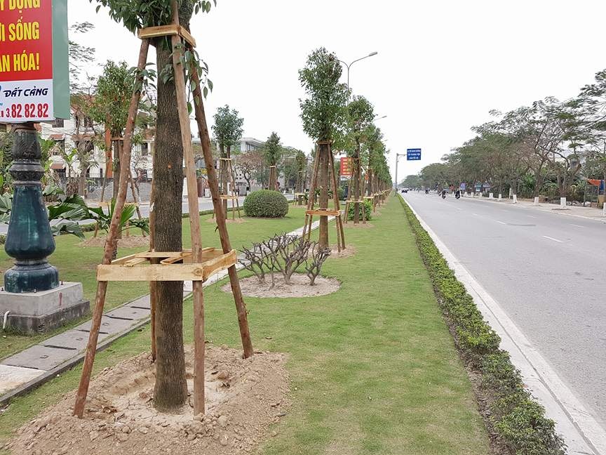 Trong hon 1.000 cay long nao o duong hoa phuong dai va dep nhat VN hinh anh