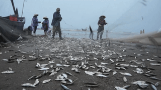 Ngu dan Sam Son trung dam me luoi ca trich dau nam hinh anh