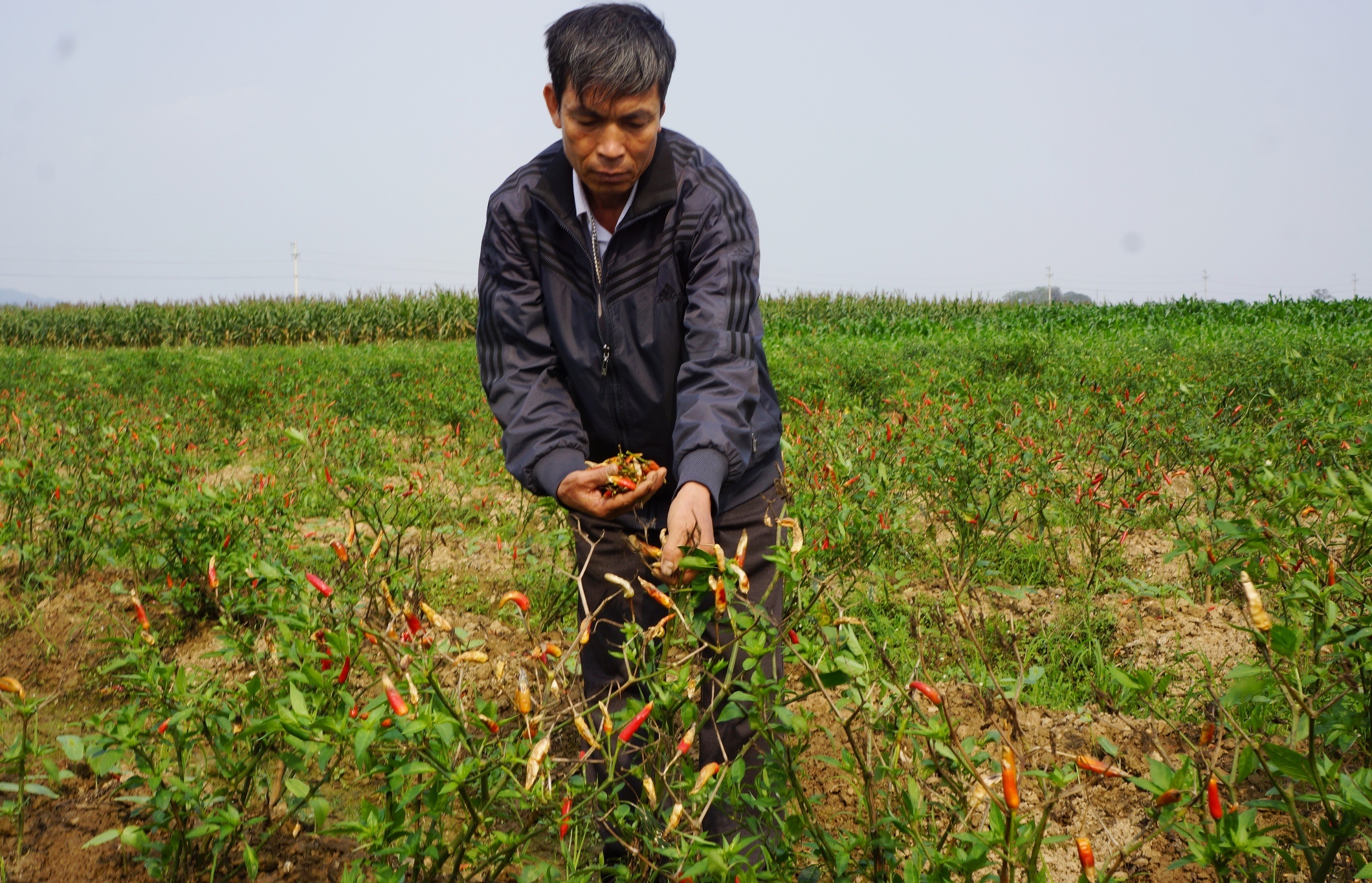 Nghi van ruong ot tri gia gan 90 trieu dong bi ke xau pha hoai hinh anh