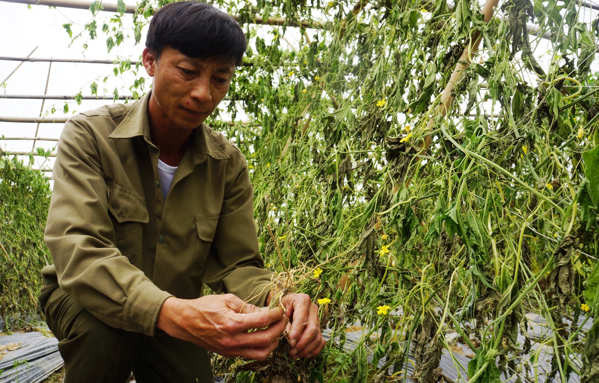 Ke xau pha hoai ruong muop dang tri gia 100 trieu dong cua nong dan hinh anh