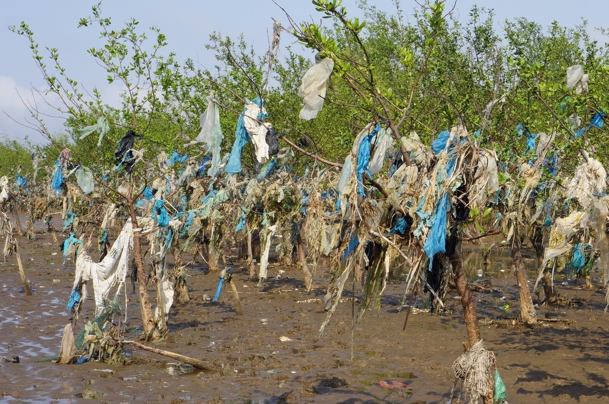 Hon 5 km rung phong ho o Thanh Hoa ngap tui nylon hinh anh