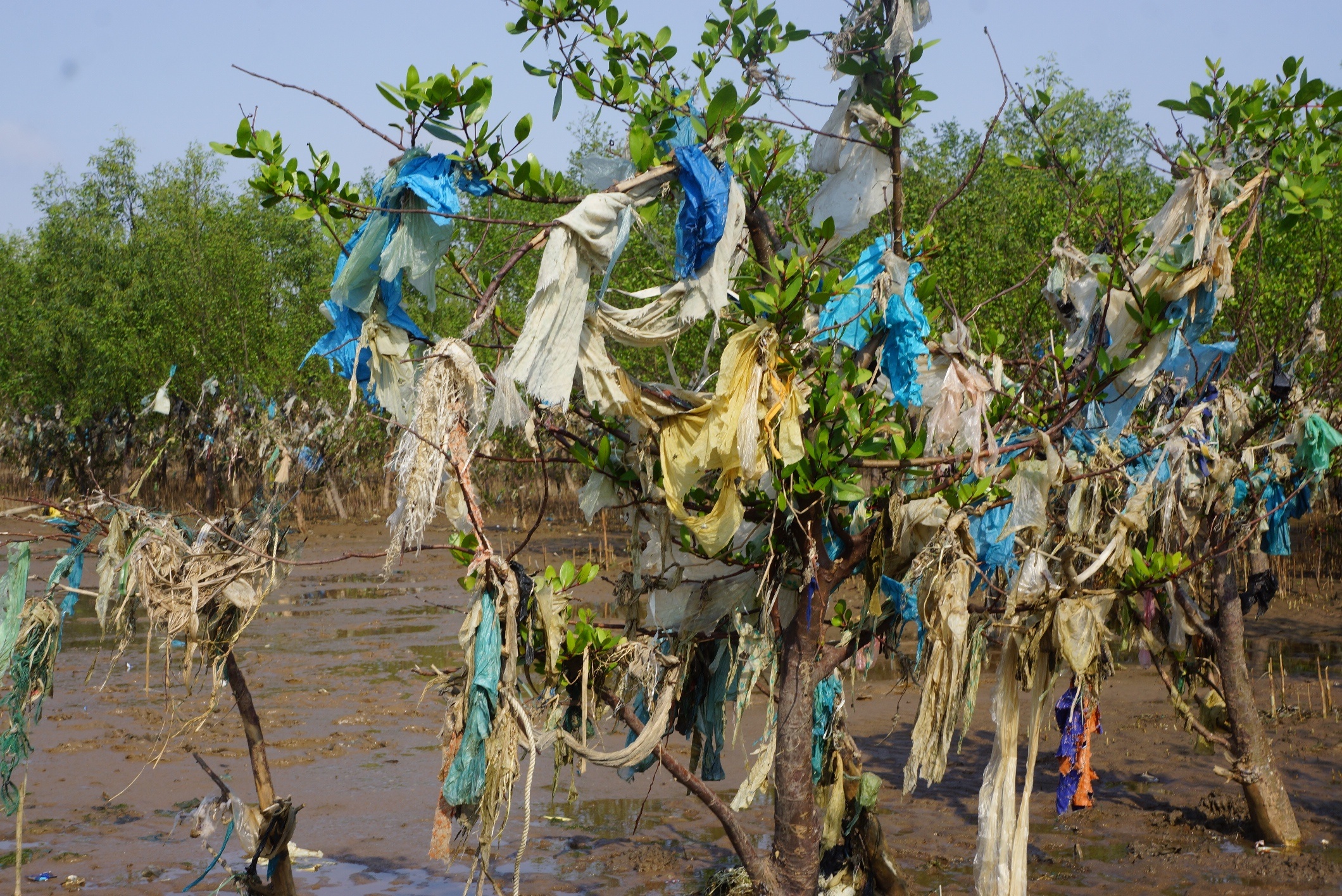 'Rung cay nylon' o Thanh Hoa hinh anh