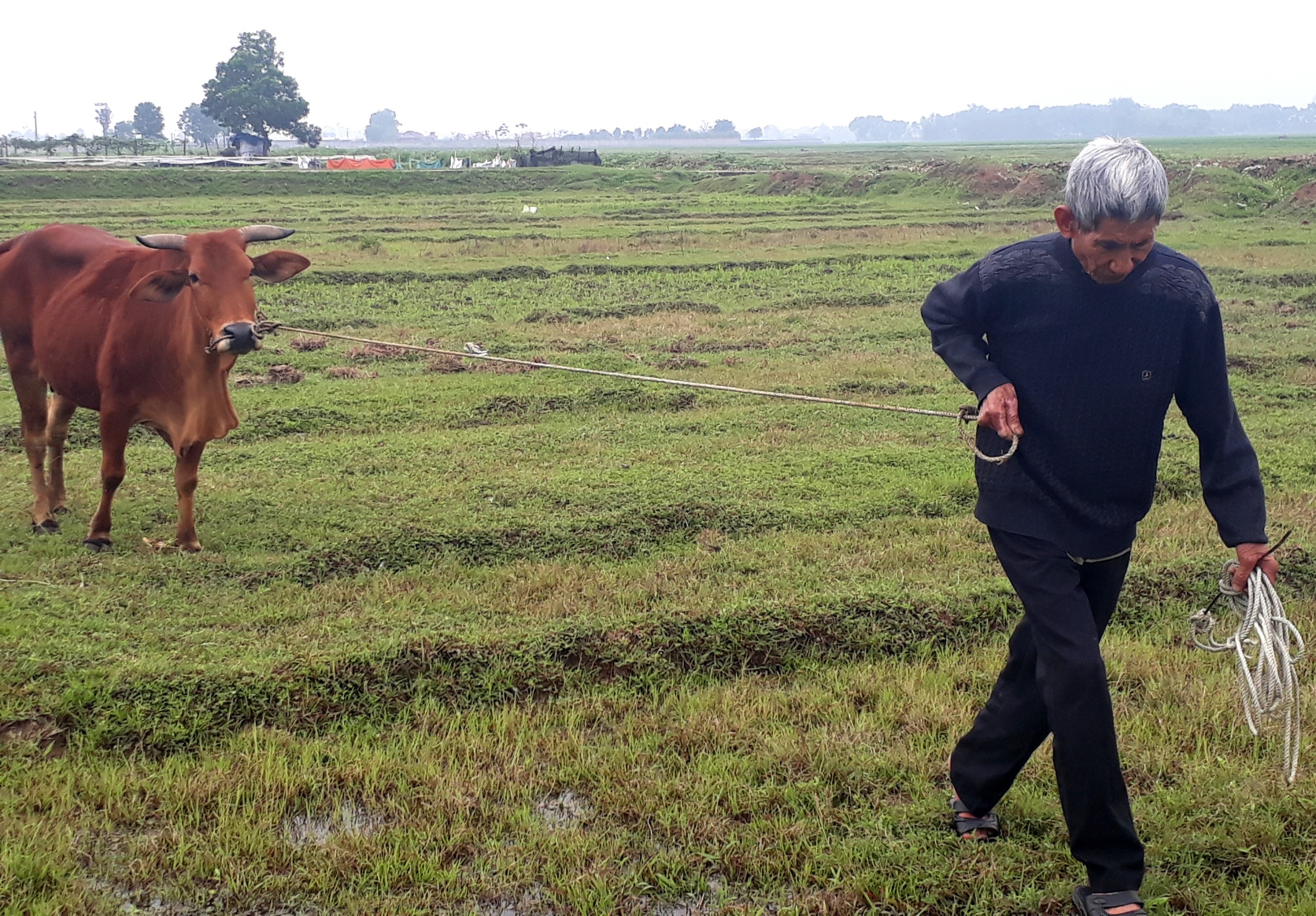 Nguoi dan chan tha trau, bo ngoai dong phai dong phi 100.000 dong/con hinh anh