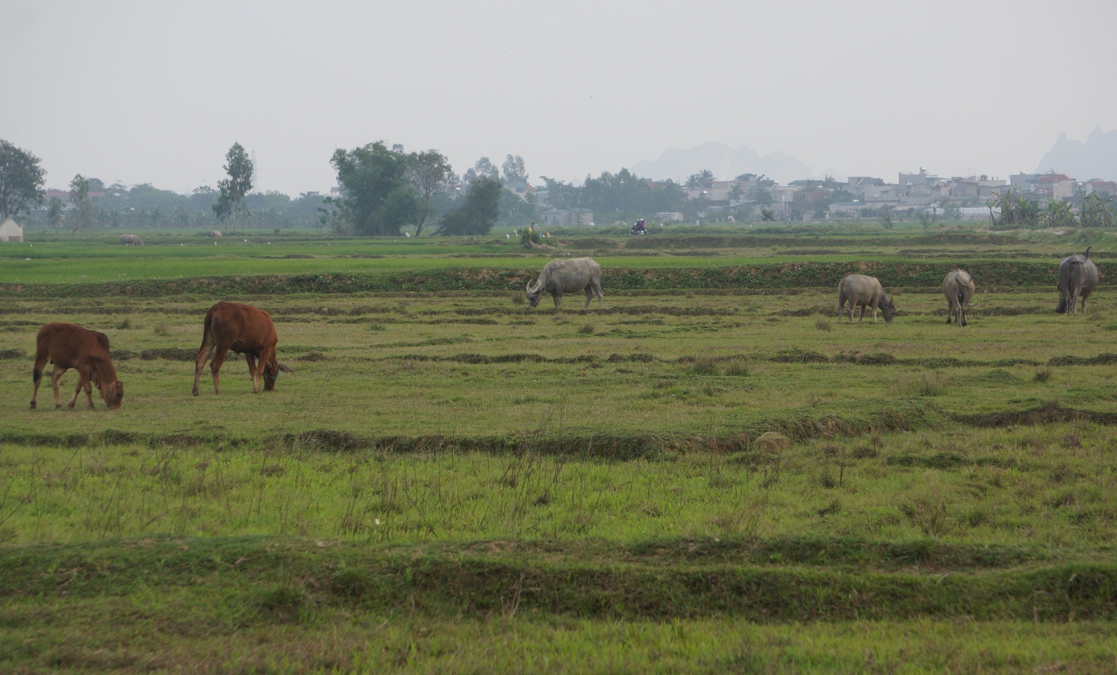 tra lai phi trau bo cho dan anh 1