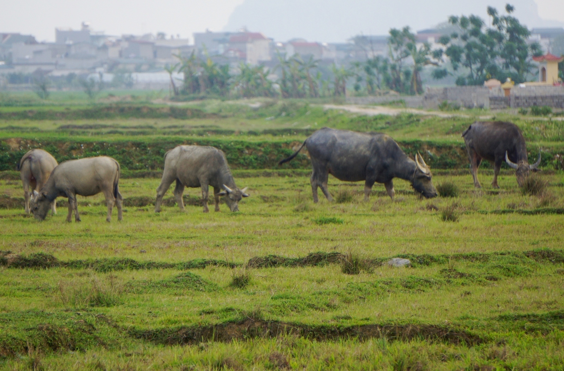 Se xin loi va tra lai tien phi chan tha trau, bo cho nguoi dan hinh anh