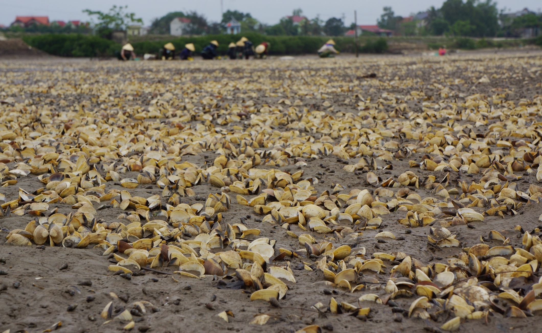 Gan 100 tan ngao chet trang dam, nguoi nuoi mat tien ty hinh anh