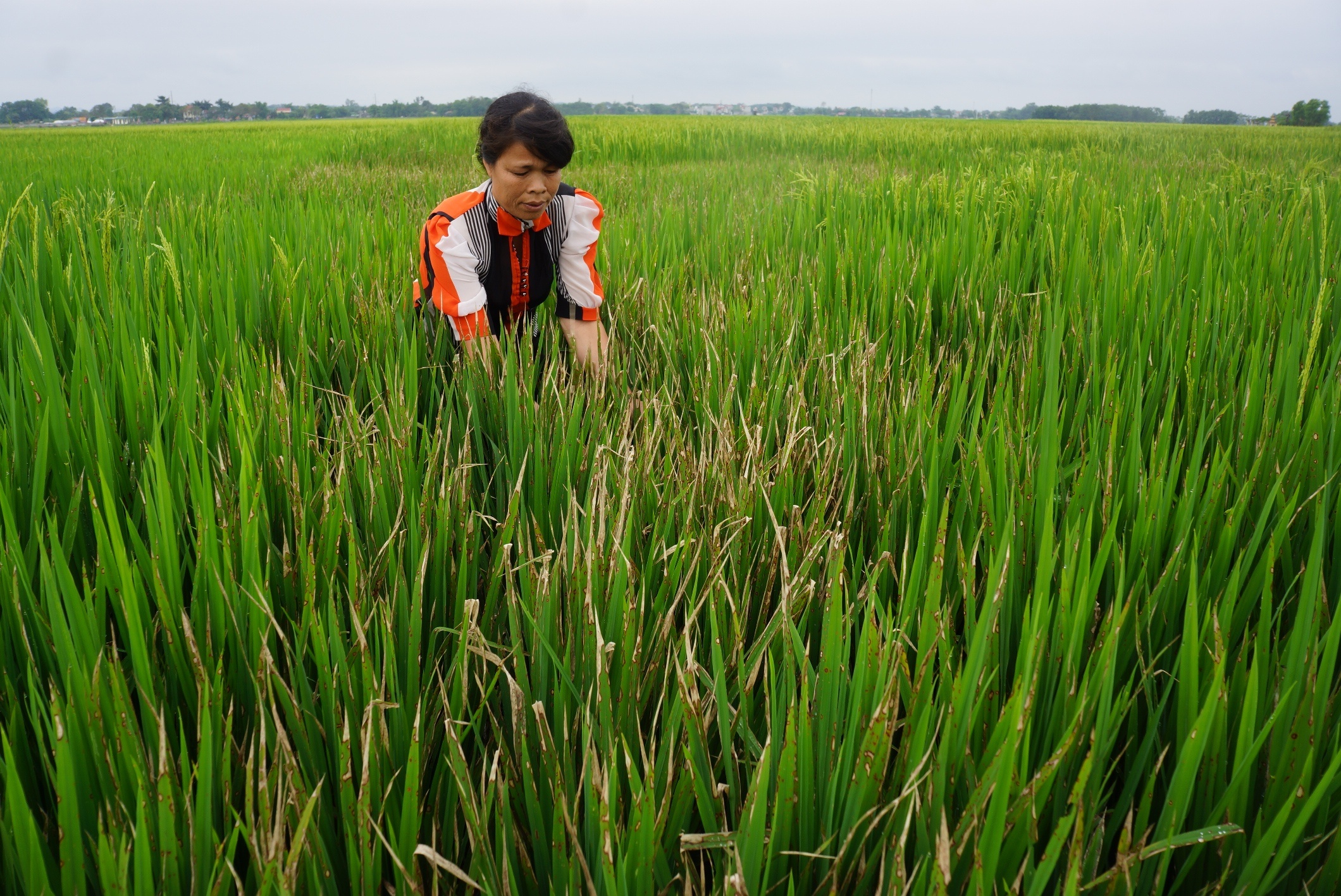Pha ruong lua cua nguoi tinh anh 2