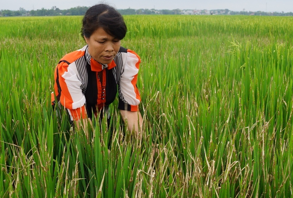 Dung thuoc diet co pha ruong lua cua nguoi tinh sau khi mat vi hinh anh