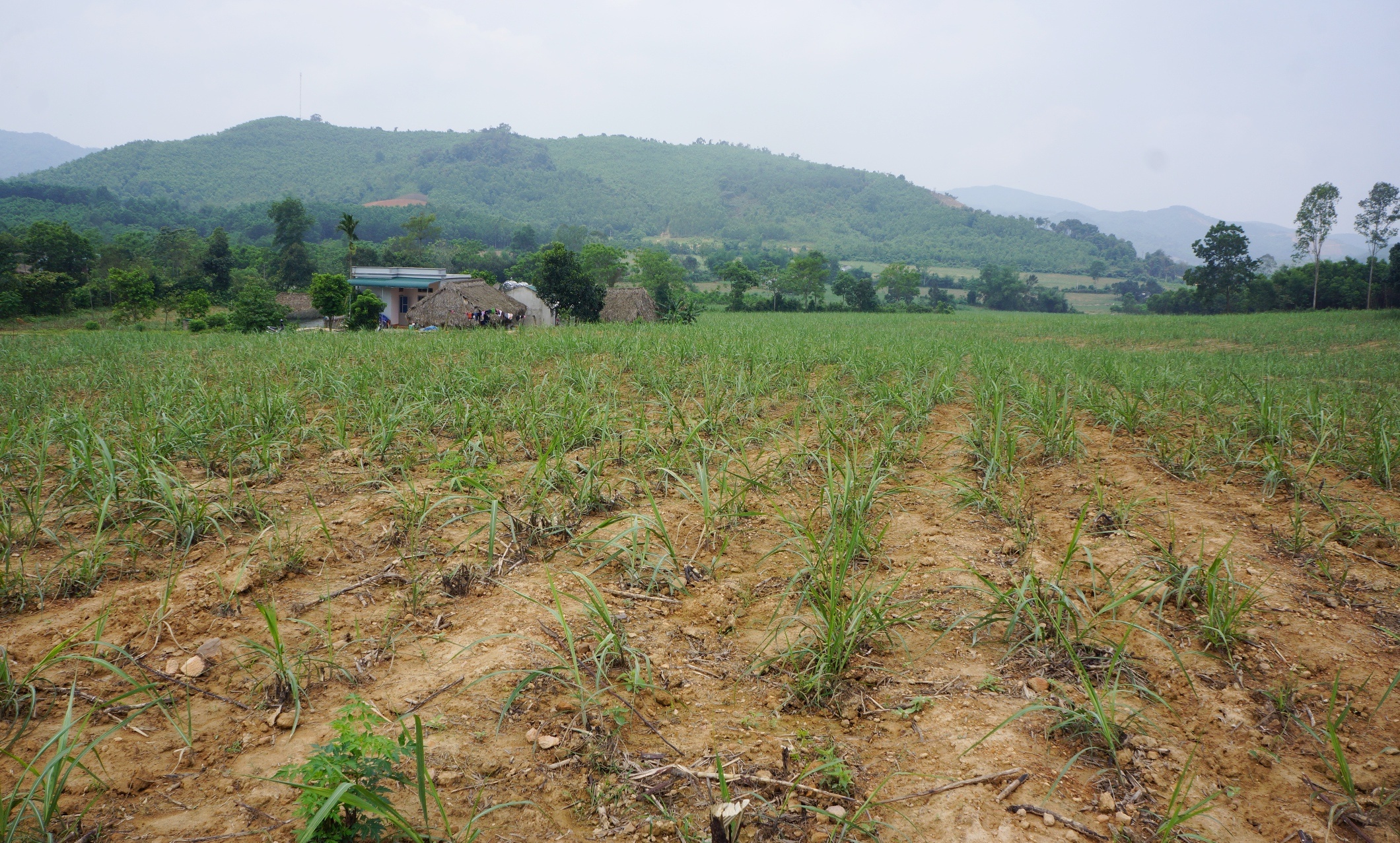 dieu dung vi du an bo sua anh 1