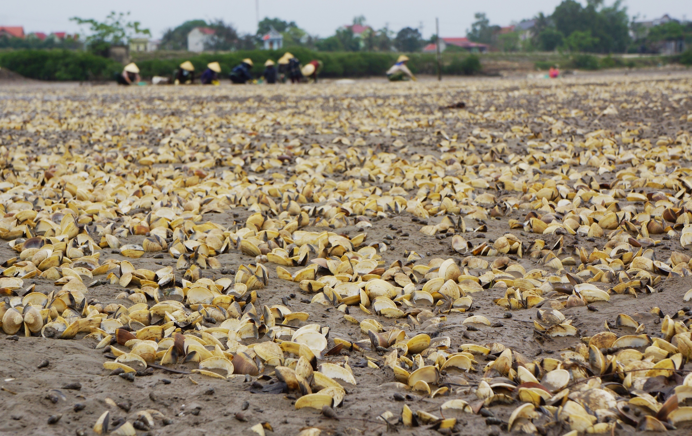 Gan 100 tan ngao chet trang dam hinh anh