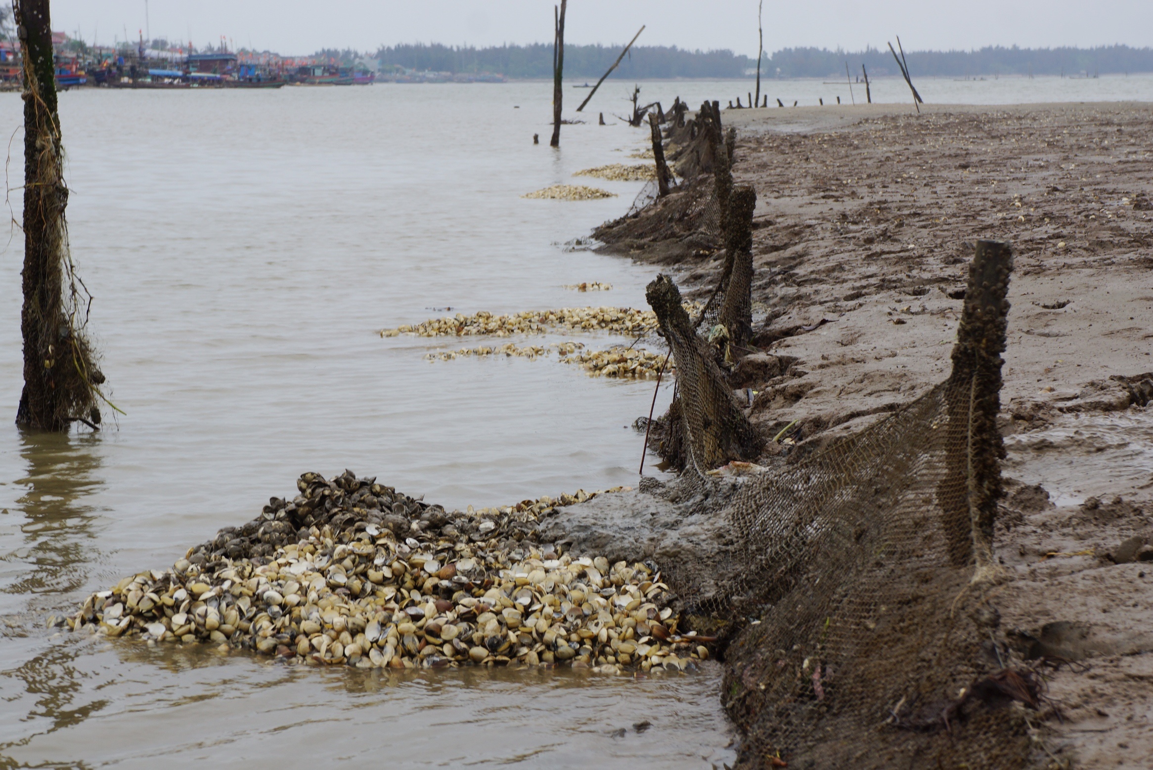 ngao chet do tao no hoa anh 2