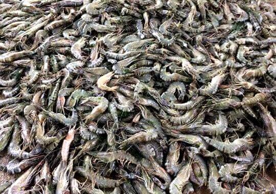 tôm sú chết hàng loạt ảnh 2 tom su chet hang loat anh 2