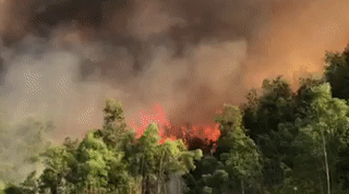 Rung o Thanh Hoa chay du doi trong nang nong 40 do C hinh anh