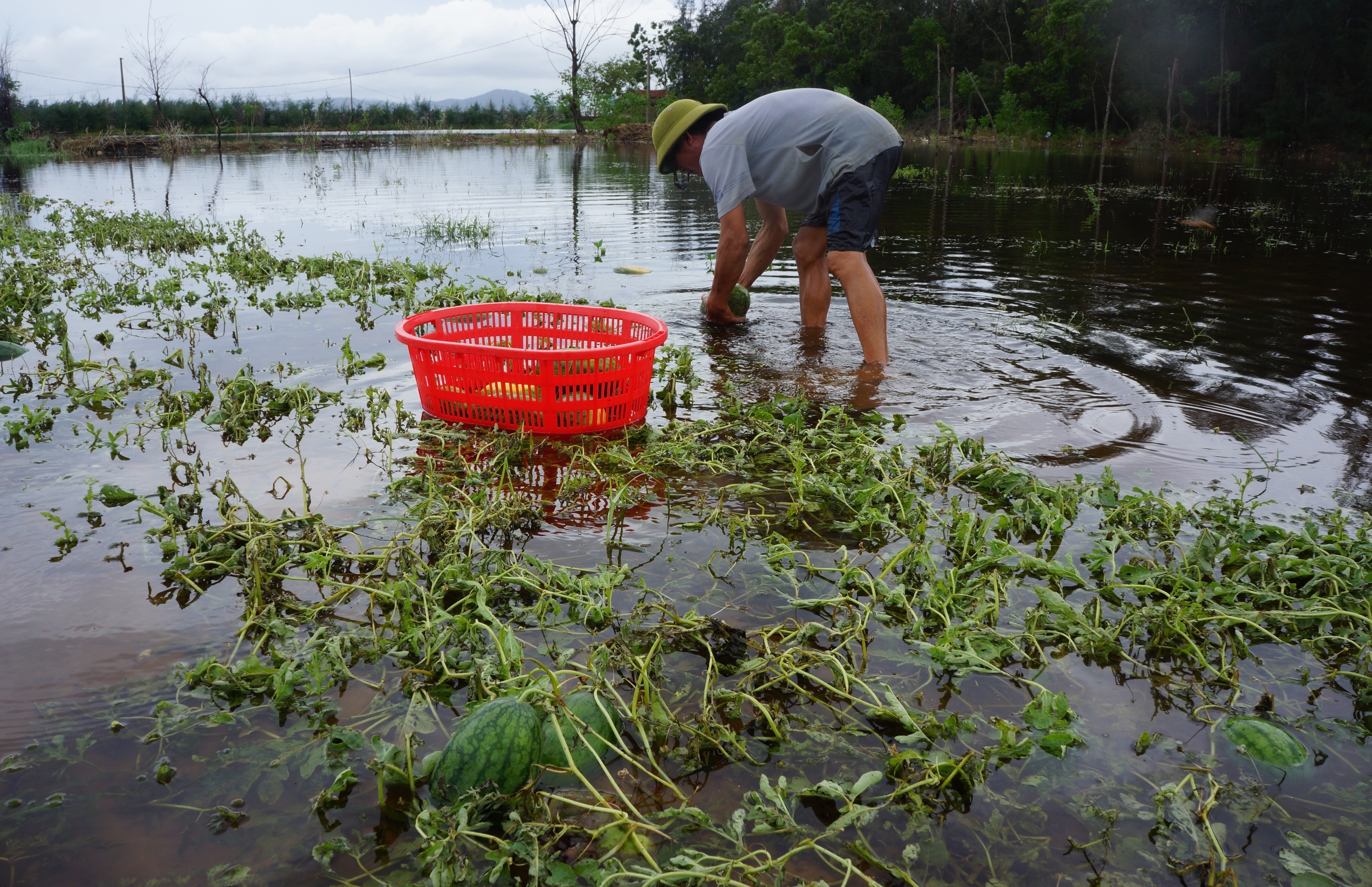 vot dua hau cho bo an anh 2