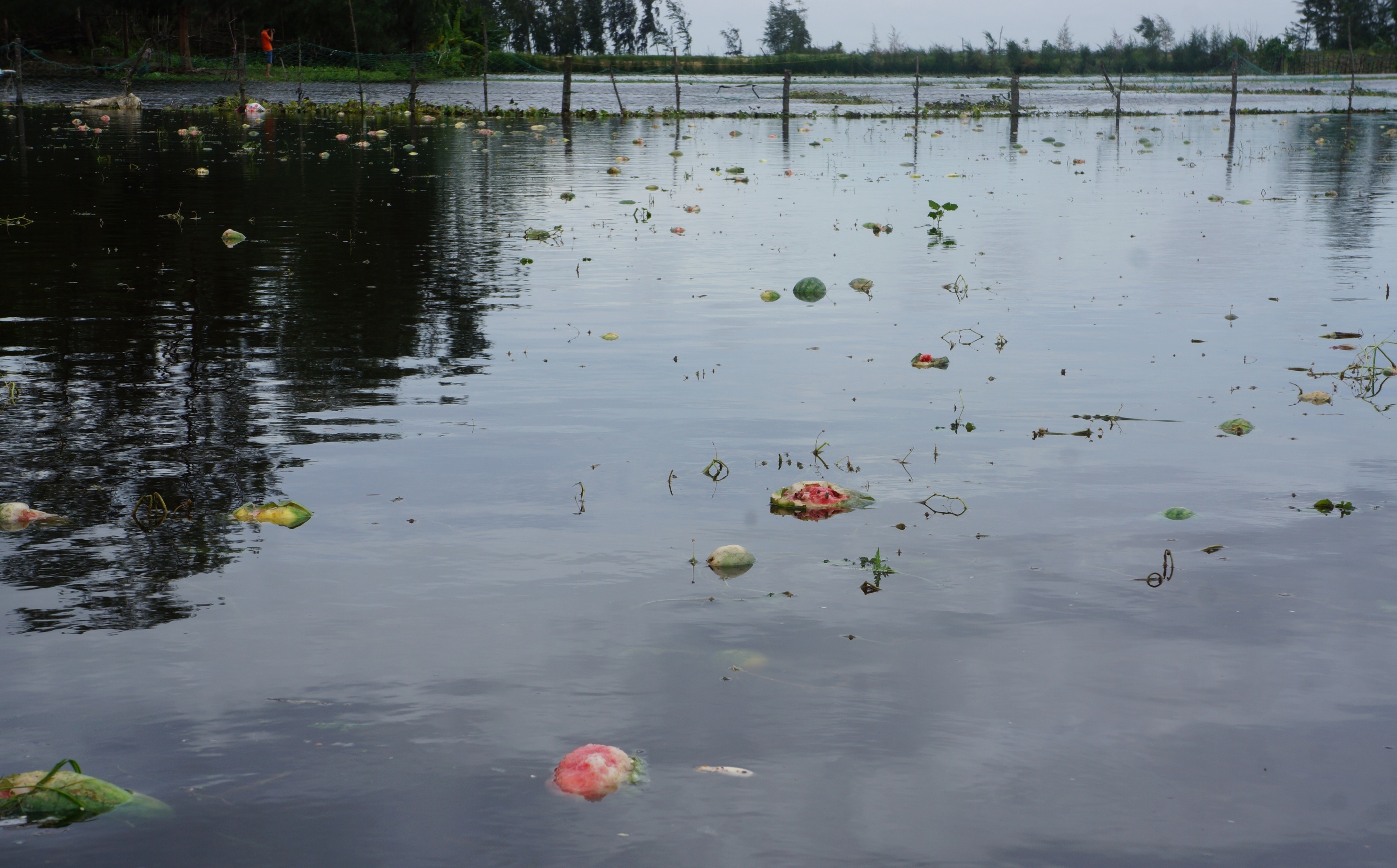 vot dua hau cho bo an anh 1