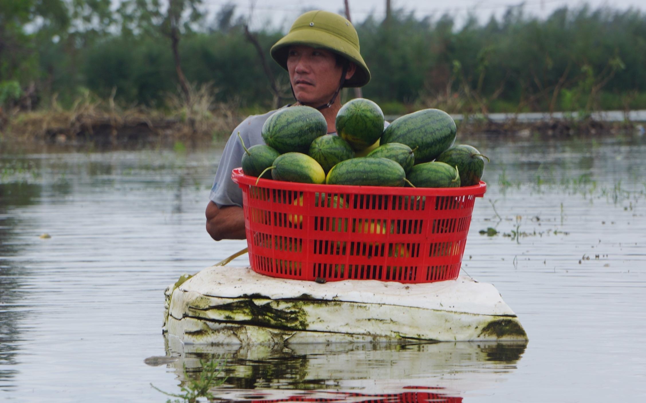 Dan vot dua hau cho bo an sau mua bao hinh anh