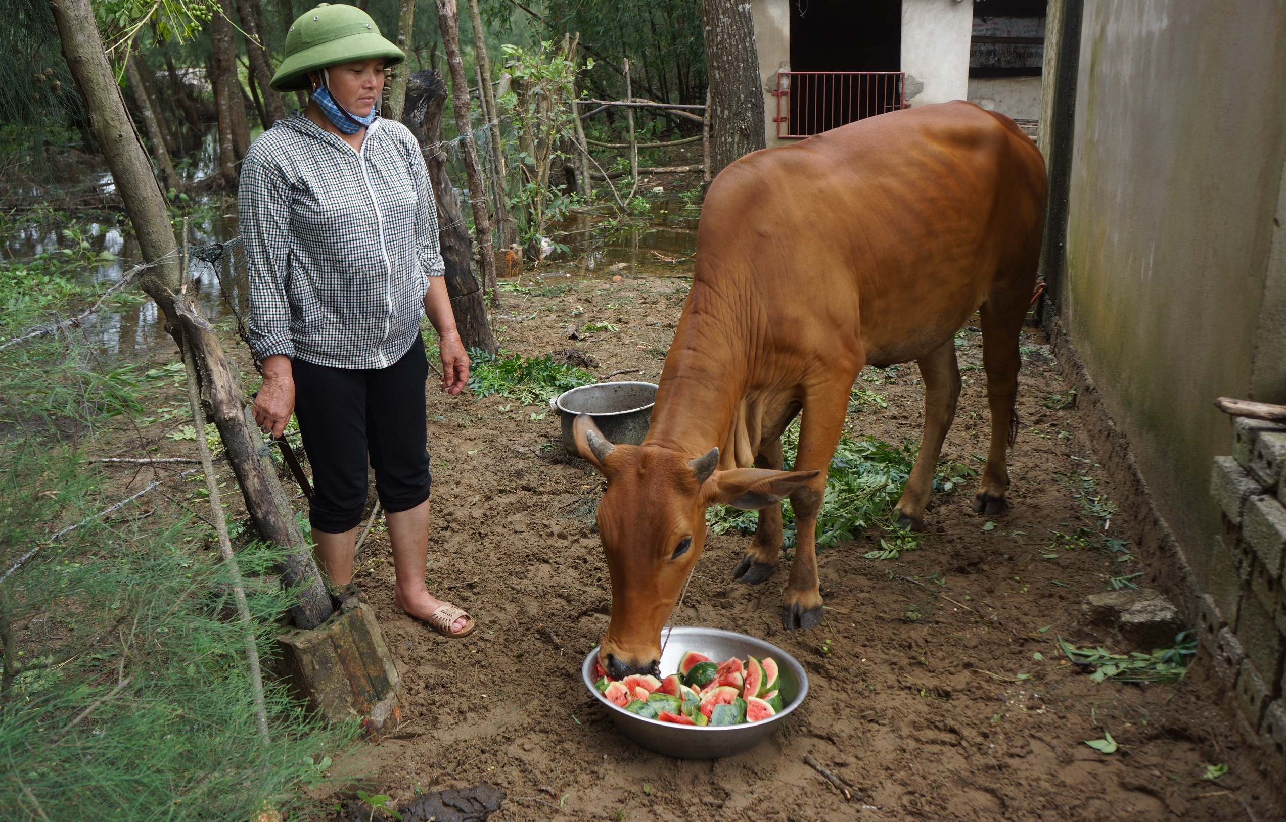 vot dua hau cho bo an anh 8