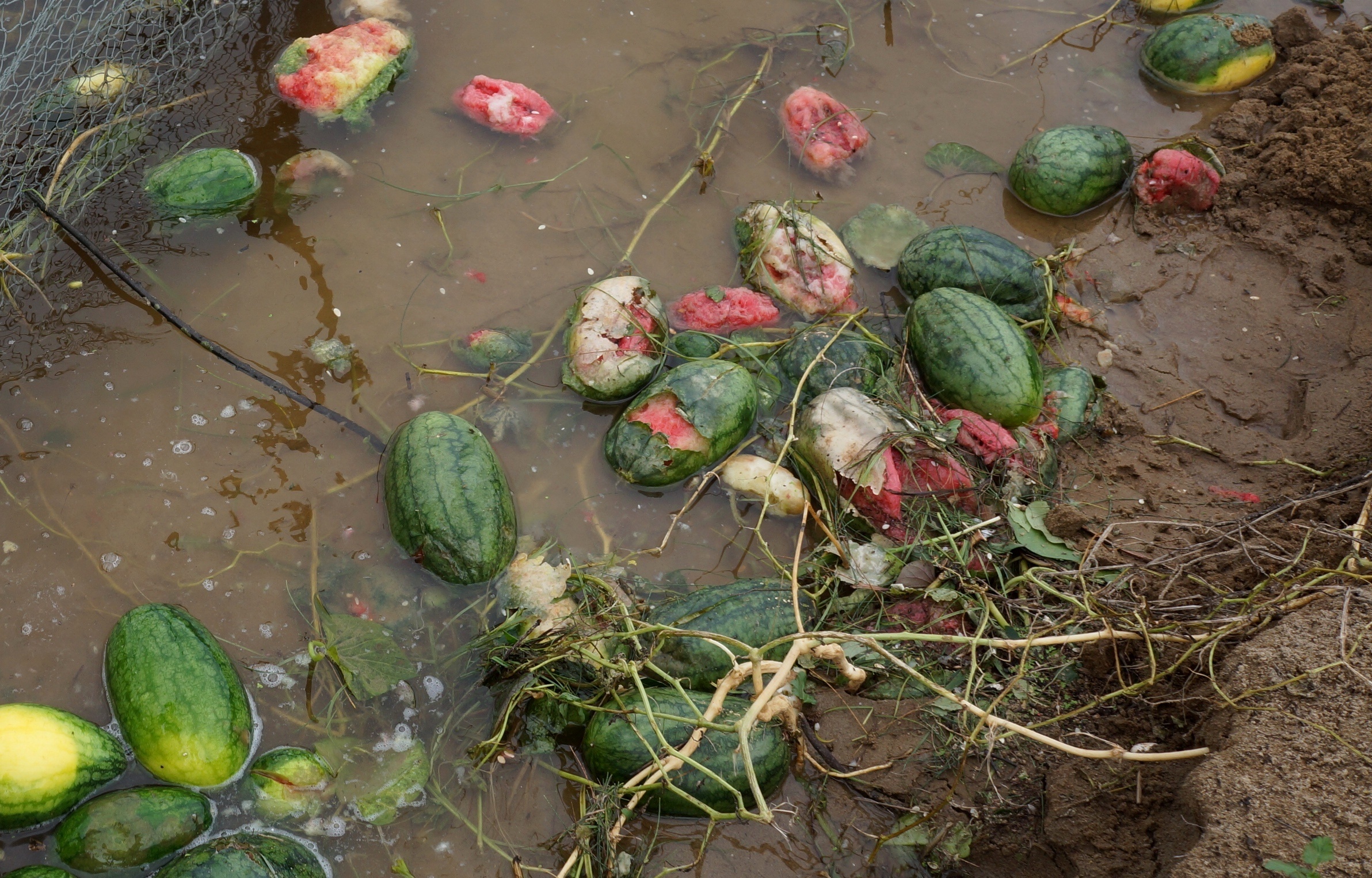 vot dua hau cho bo an anh 10