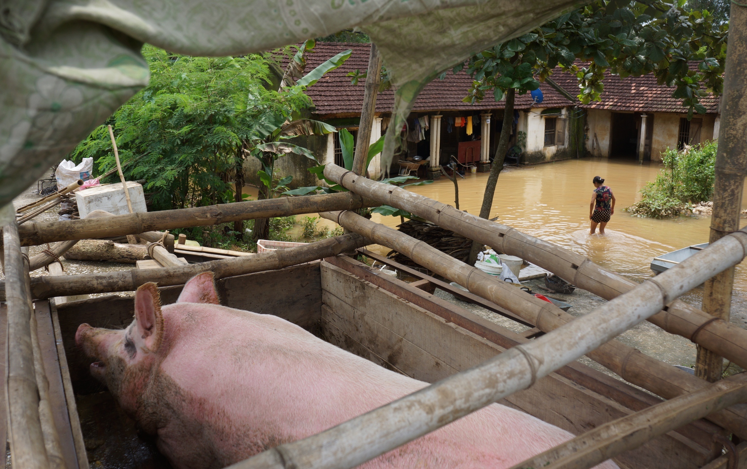 Dan ron lu chuyen ban tho len noc nha, an ngu tren de hinh anh