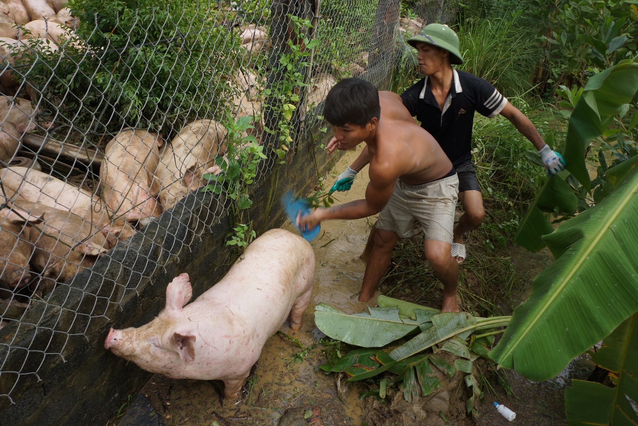 vat lon cuu dan lon trong nuoc lu anh 6