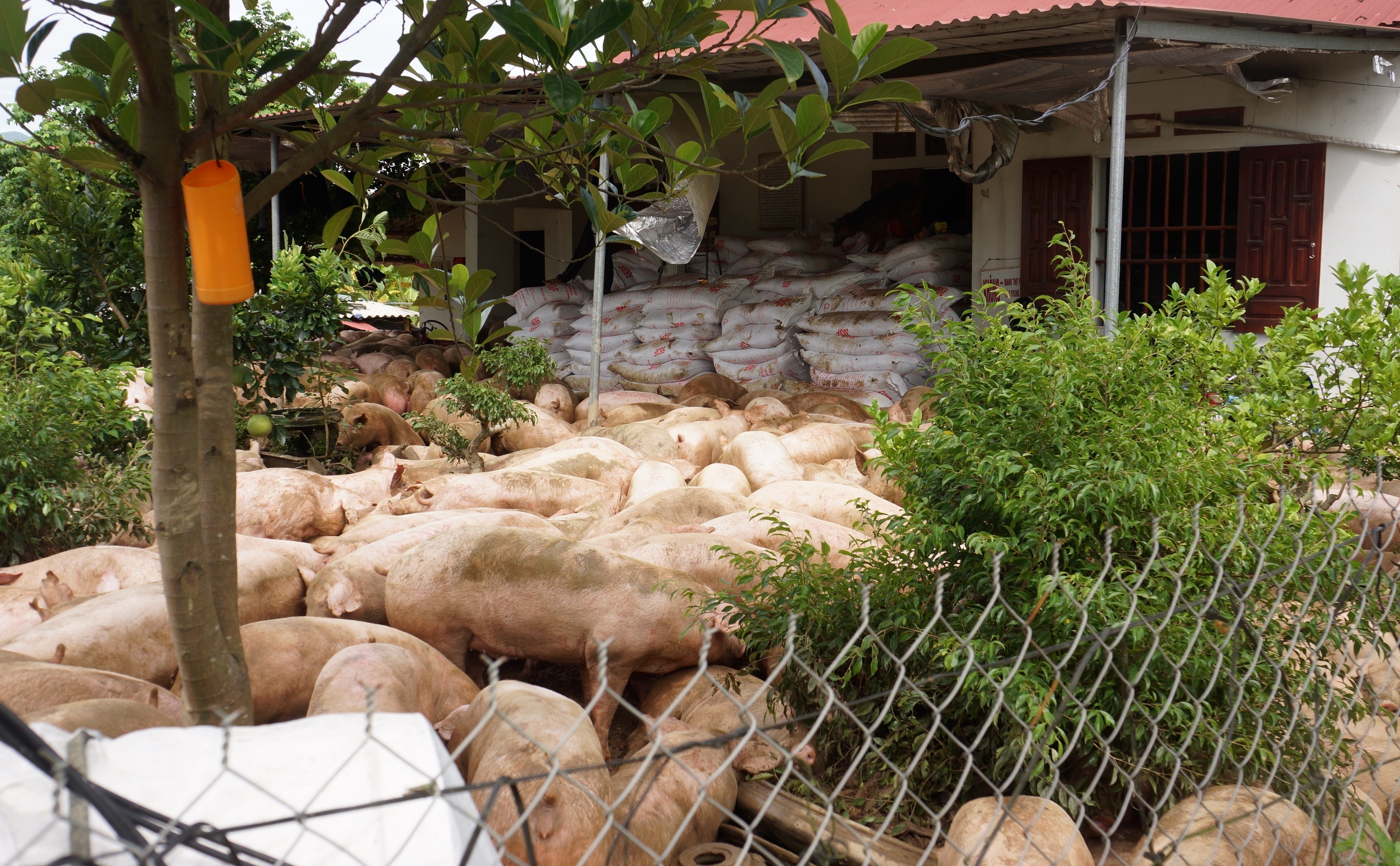 vat lon cuu dan lon trong nuoc lu anh 4