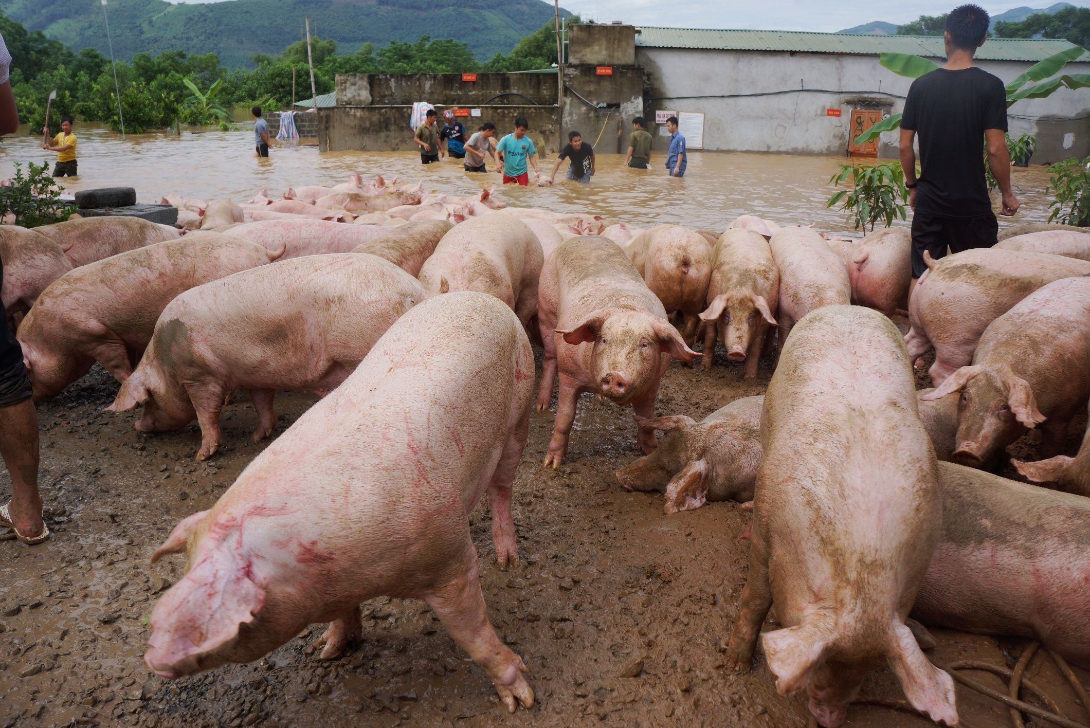 vat lon cuu dan lon trong nuoc lu anh 3