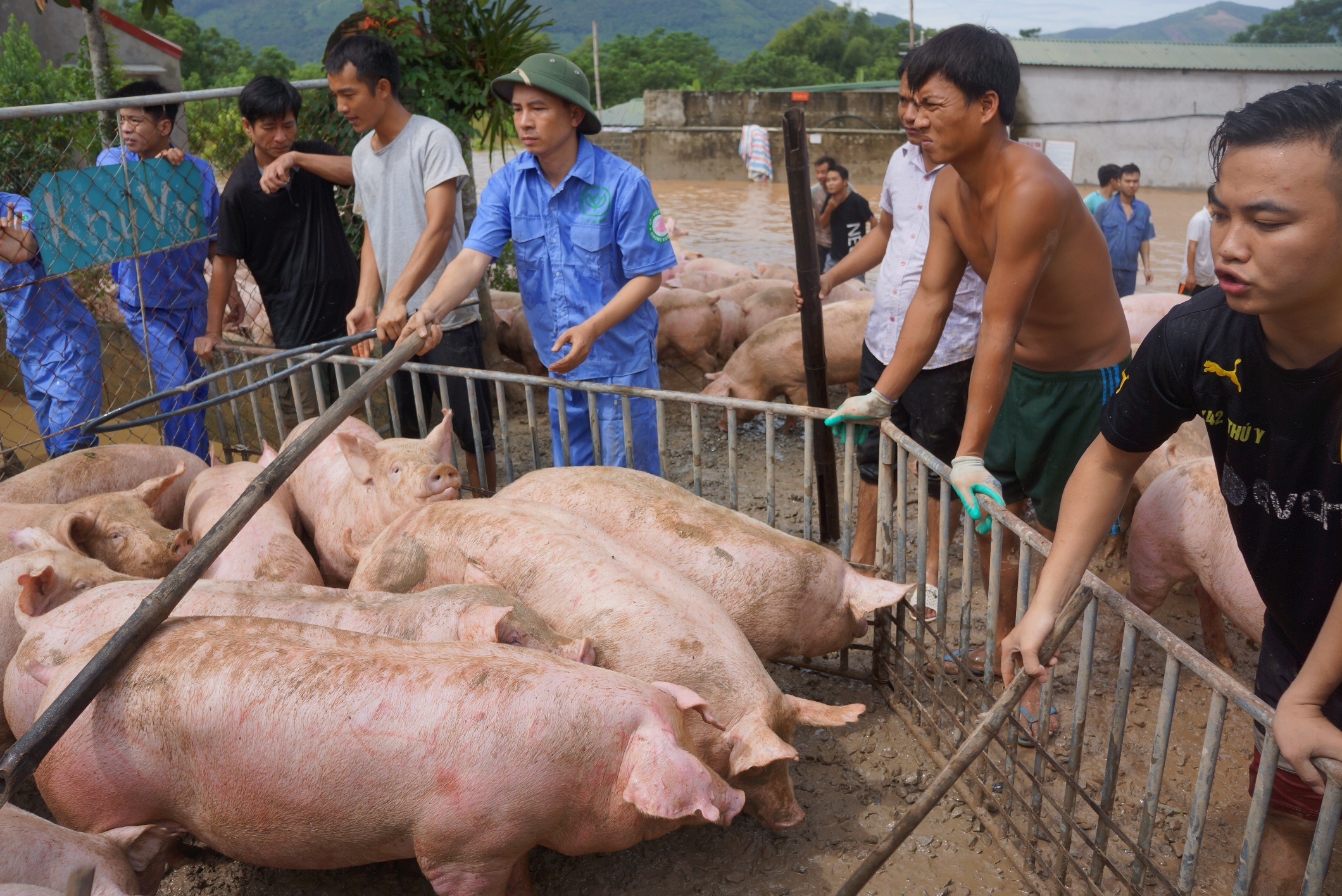 vat lon cuu dan lon trong nuoc lu anh 9