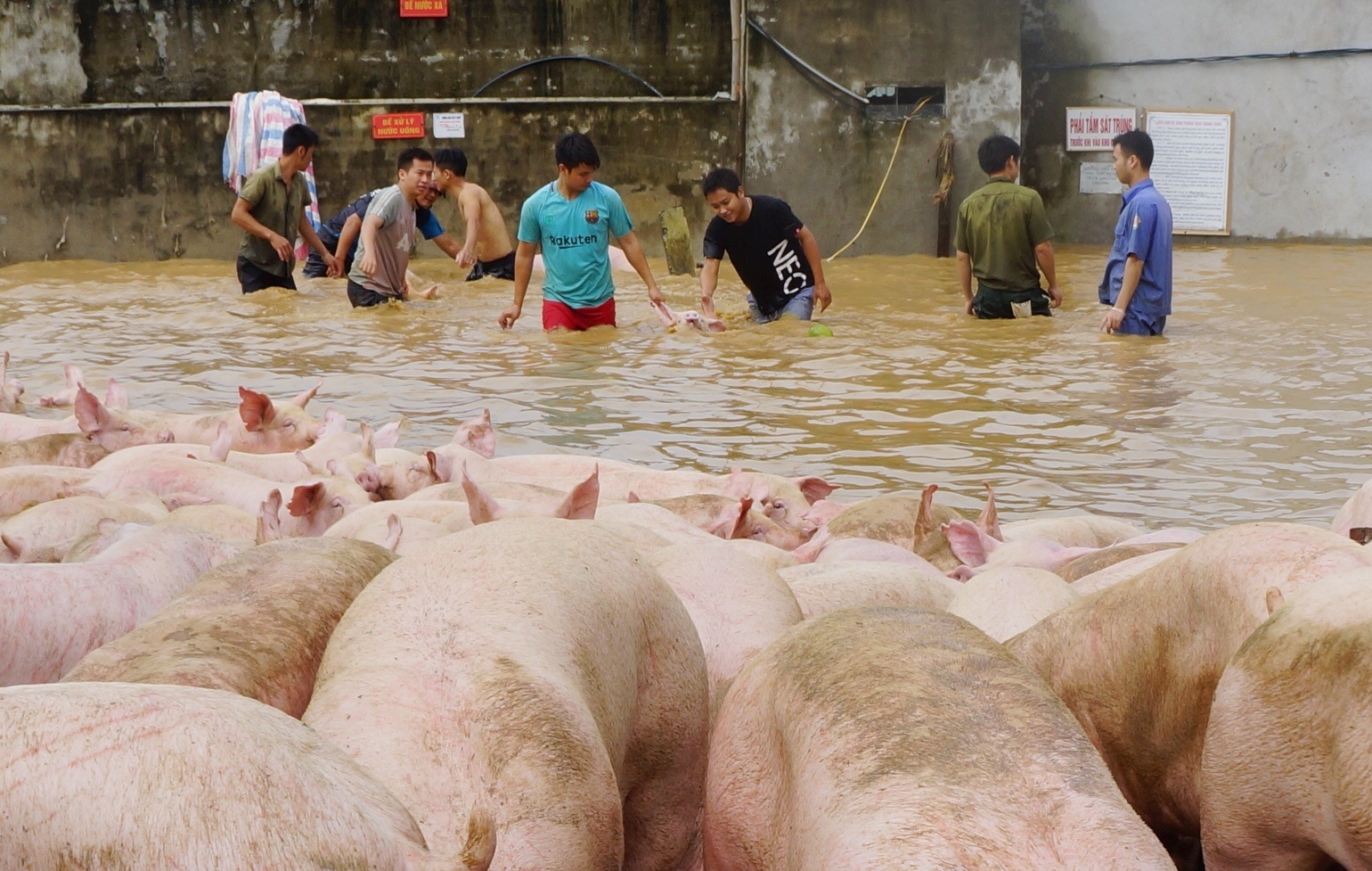 Hon 100 nguoi vat lon cuu dan lon chay lu hinh anh