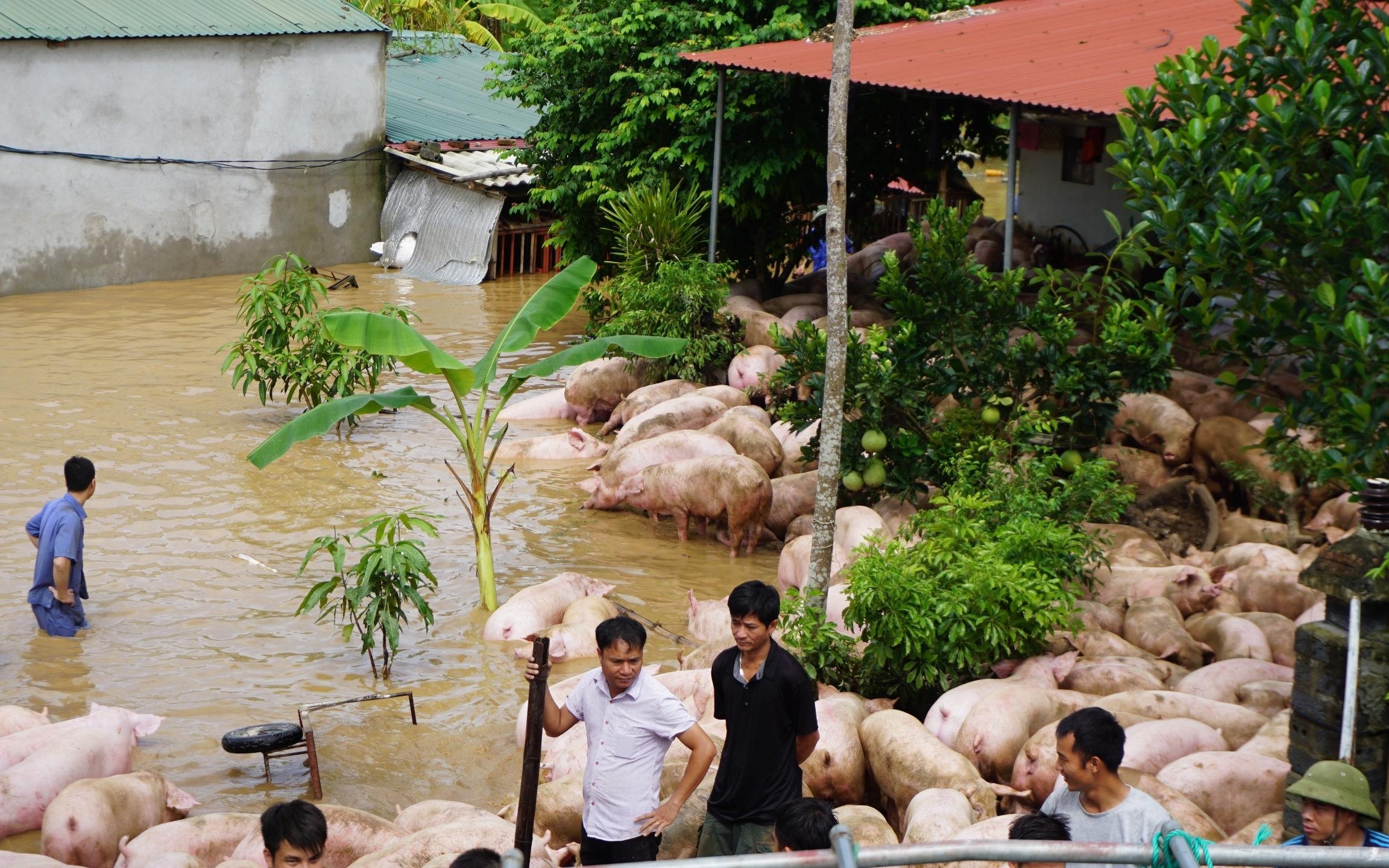 Nguoi dan vat lon trong nuoc lu cuu dan lon hon 1.000 con hinh anh