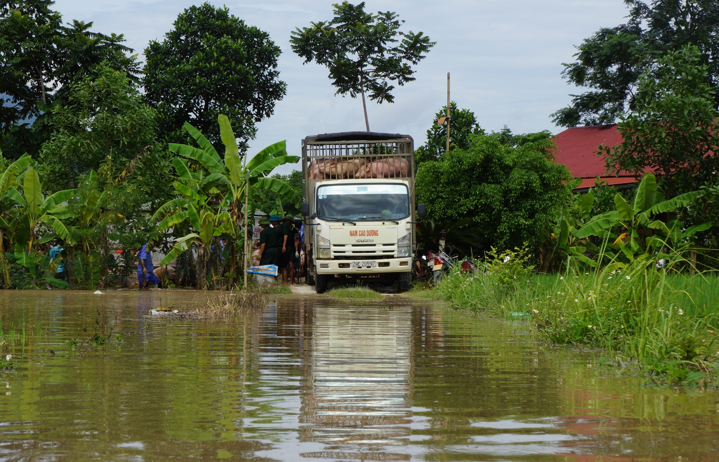 vat lon cuu dan lon trong nuoc lu anh 11