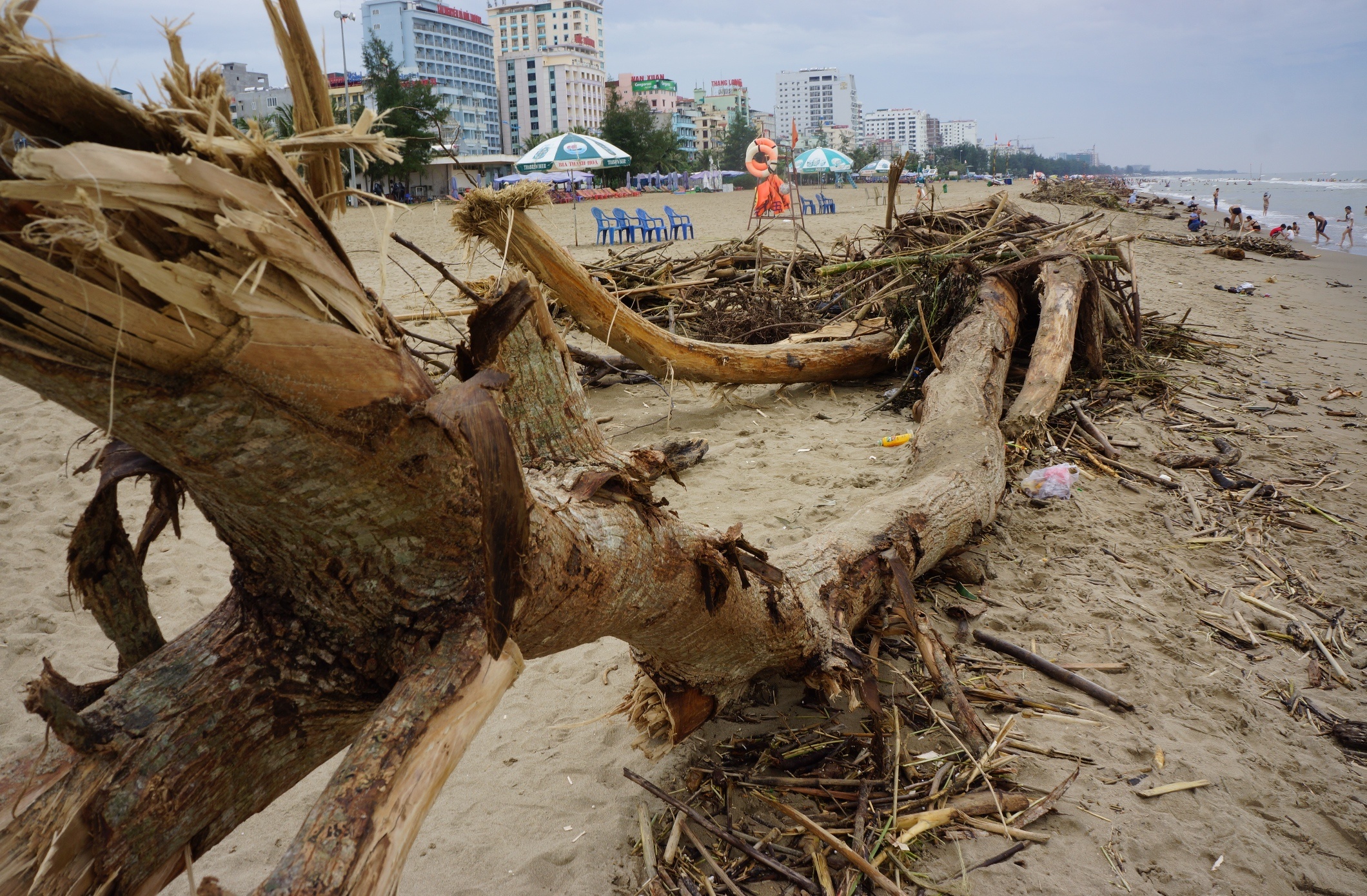 Bai bien Sam Son day than cay, cui sau lu hinh anh