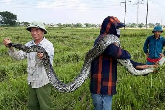 Nong dan bat duoc tran dai 2,5 m luc gat lua hinh anh