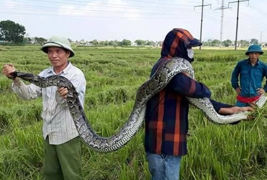 Con tran dai 2,5 m do nguoi dan bat luc gat lua duoc tha ve tu nhien hinh anh