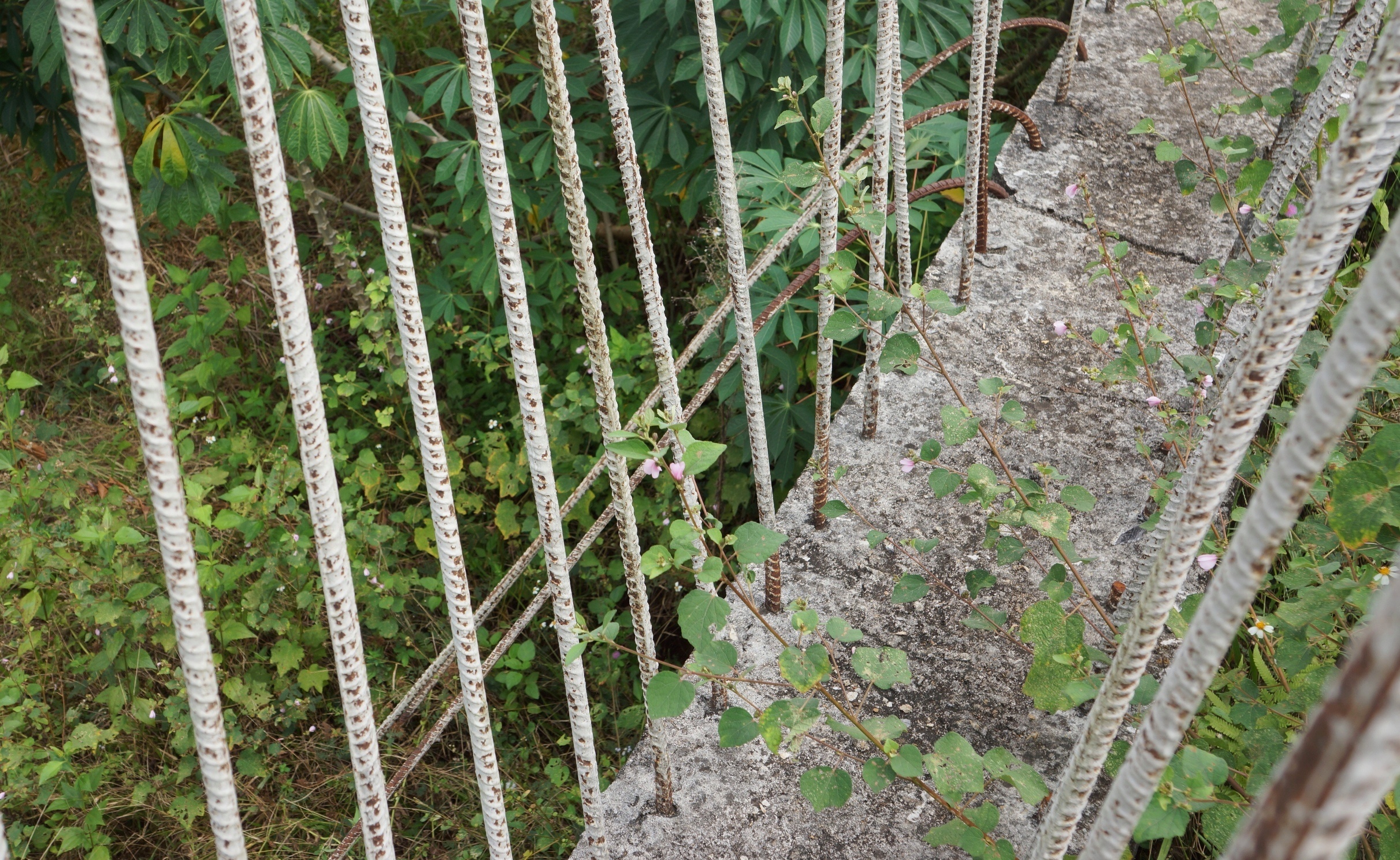 du an cau thanh noi hut chich anh 6