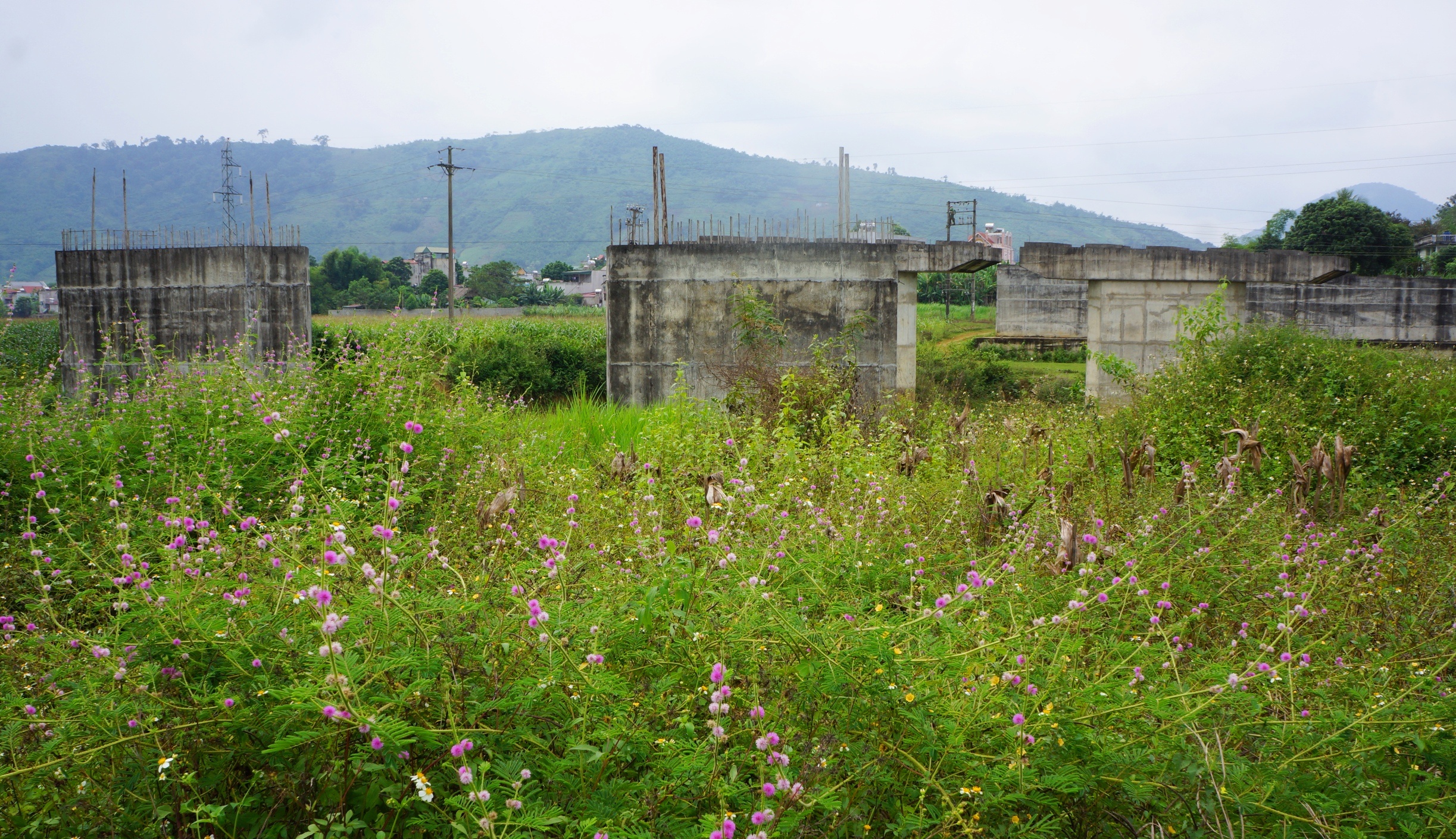 du an cau thanh noi hut chich anh 1