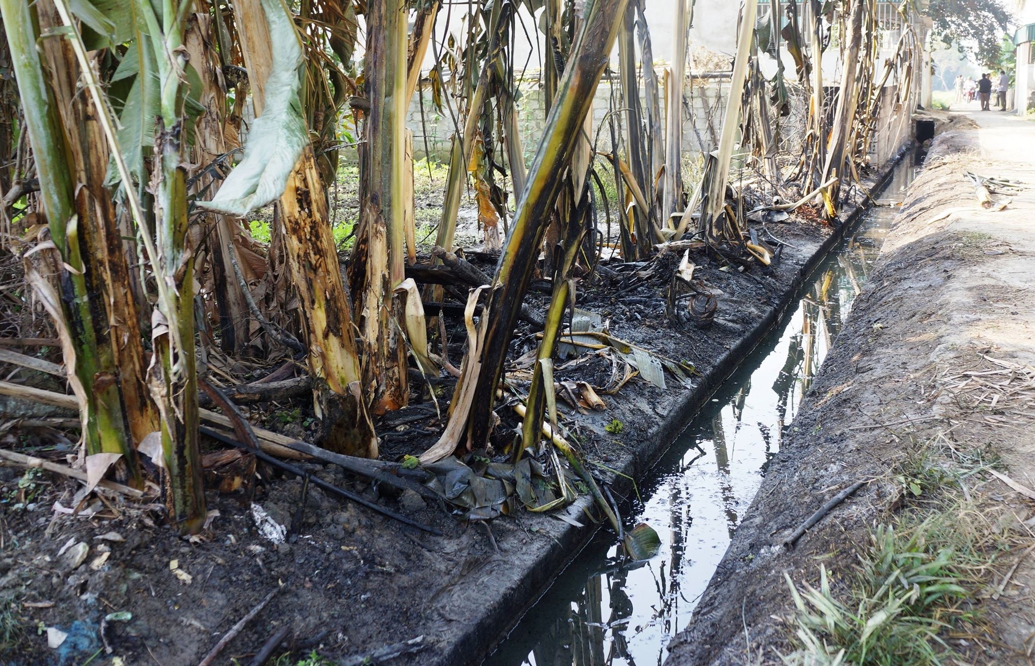 Tràn dầu ảnh 3 Tran dau anh 3