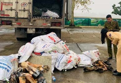 bắt xe tải chở chân trâu thối ảnh 1 bat xe tai cho chan trau thoi anh 1