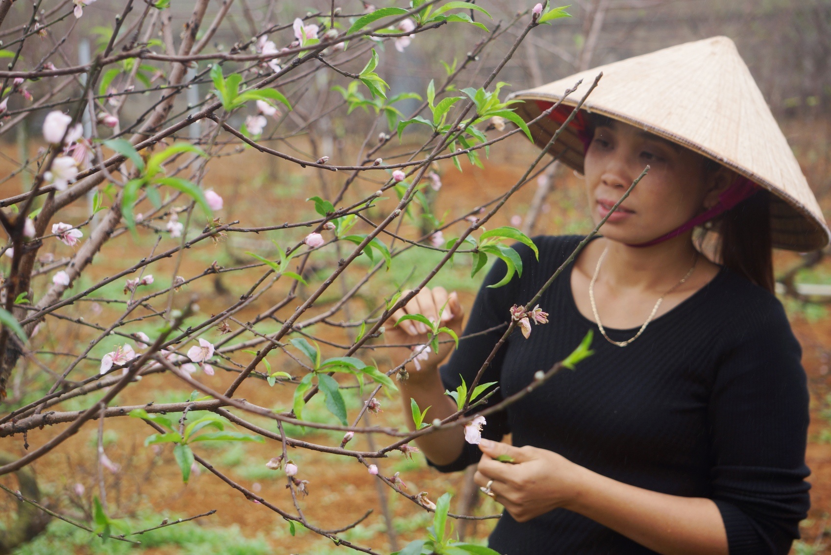 'Thu phu' dao phai lo lang vi hoa no som hinh anh