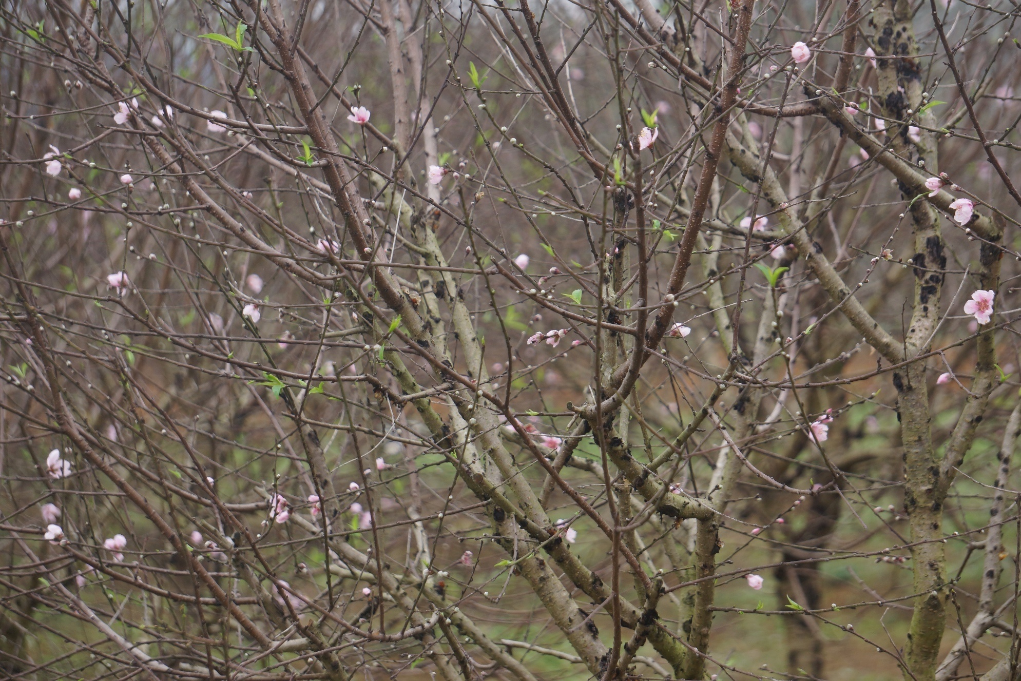 dao phai Ninh Binh no som anh 2