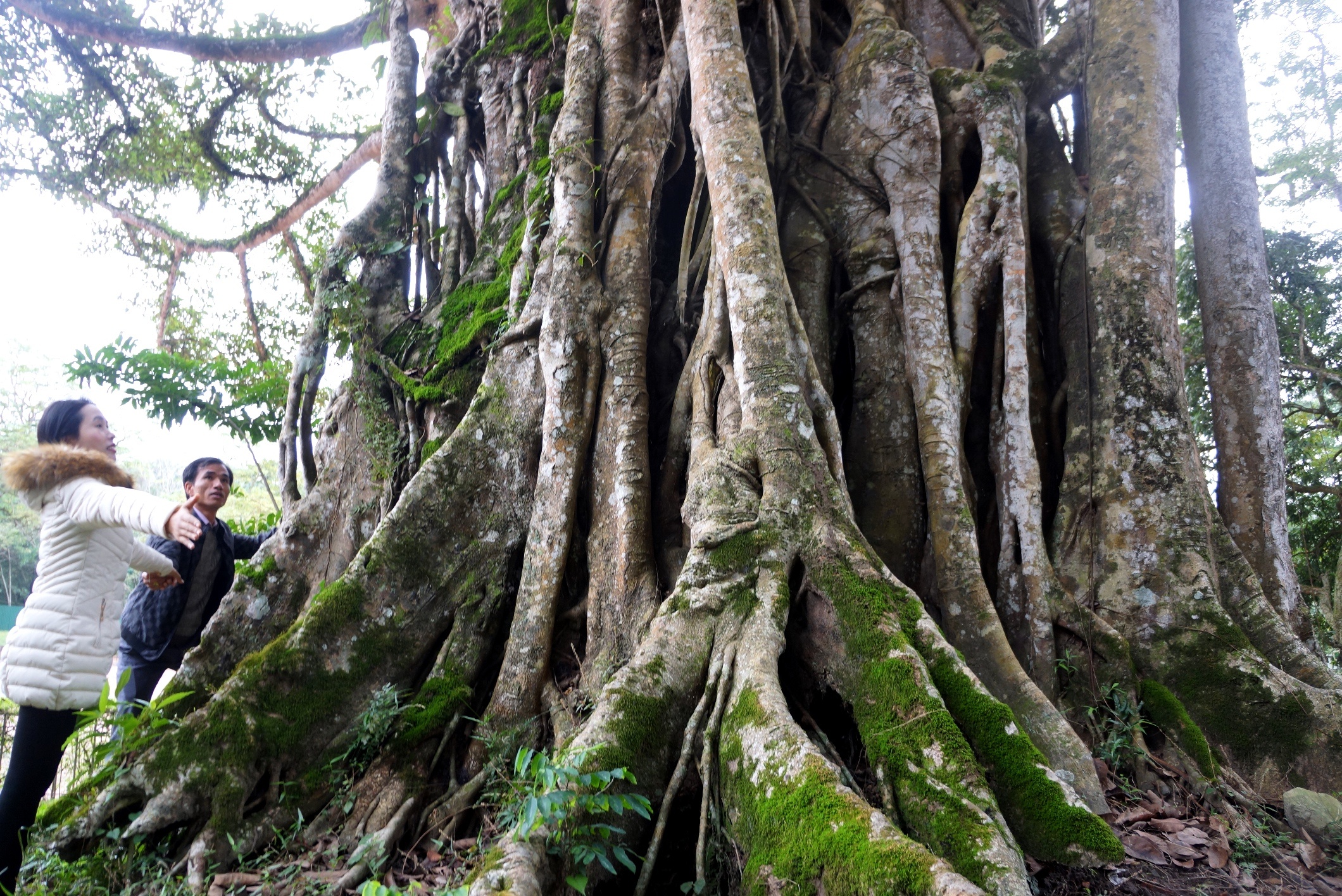 quan the cay di san Lam Kinh anh 4