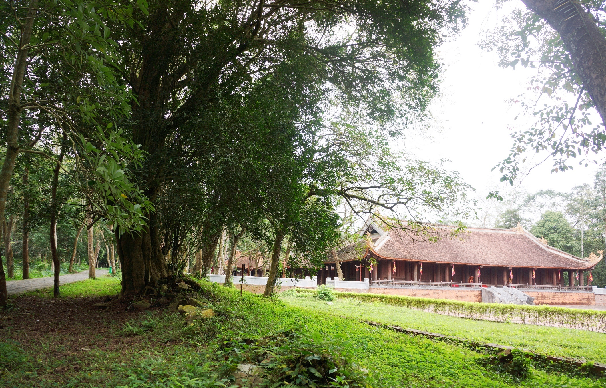 quan the cay di san Lam Kinh anh 5