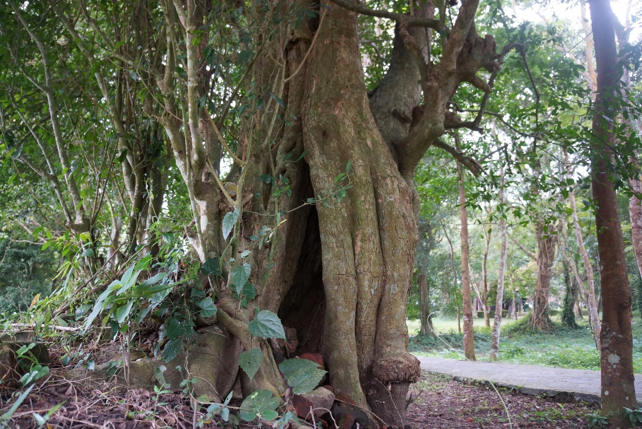 quan the cay di san Lam Kinh anh 6