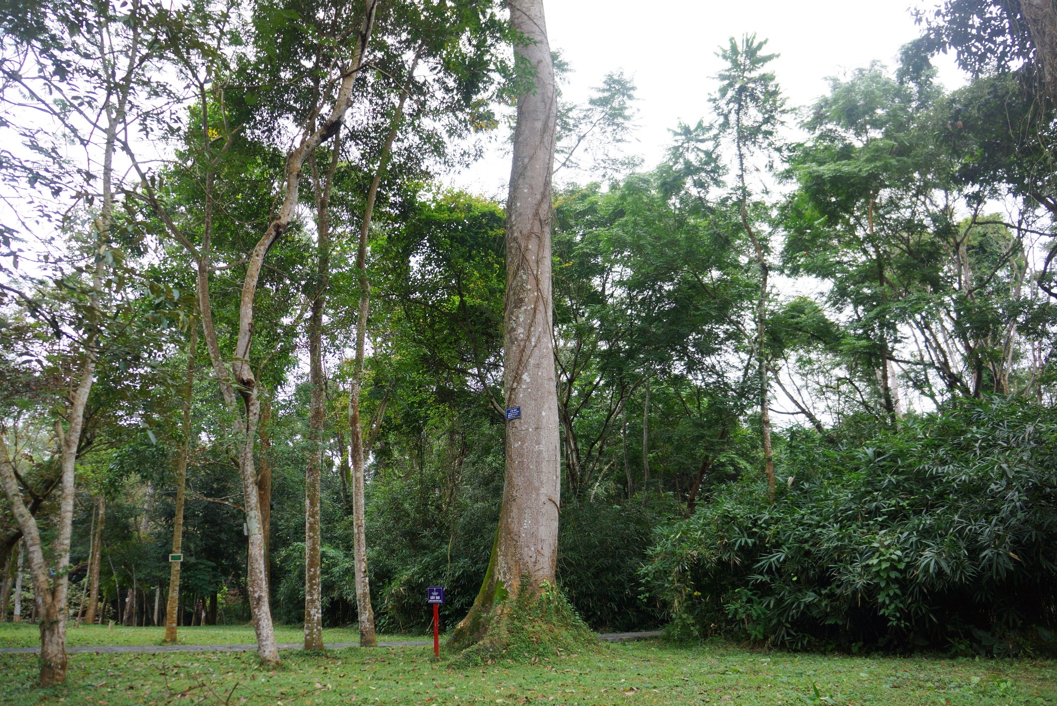 quan the cay di san Lam Kinh anh 7