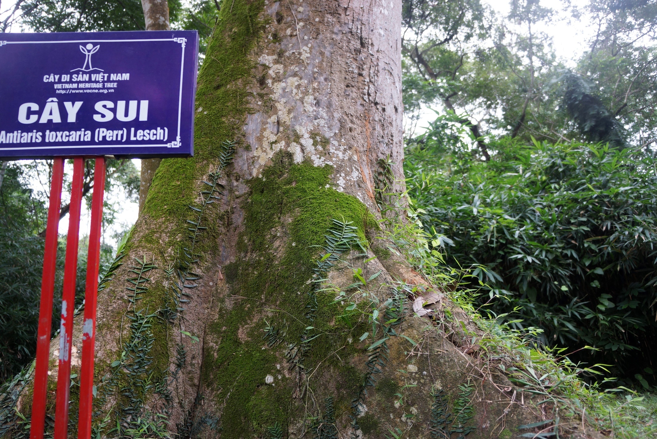 quan the cay di san Lam Kinh anh 8