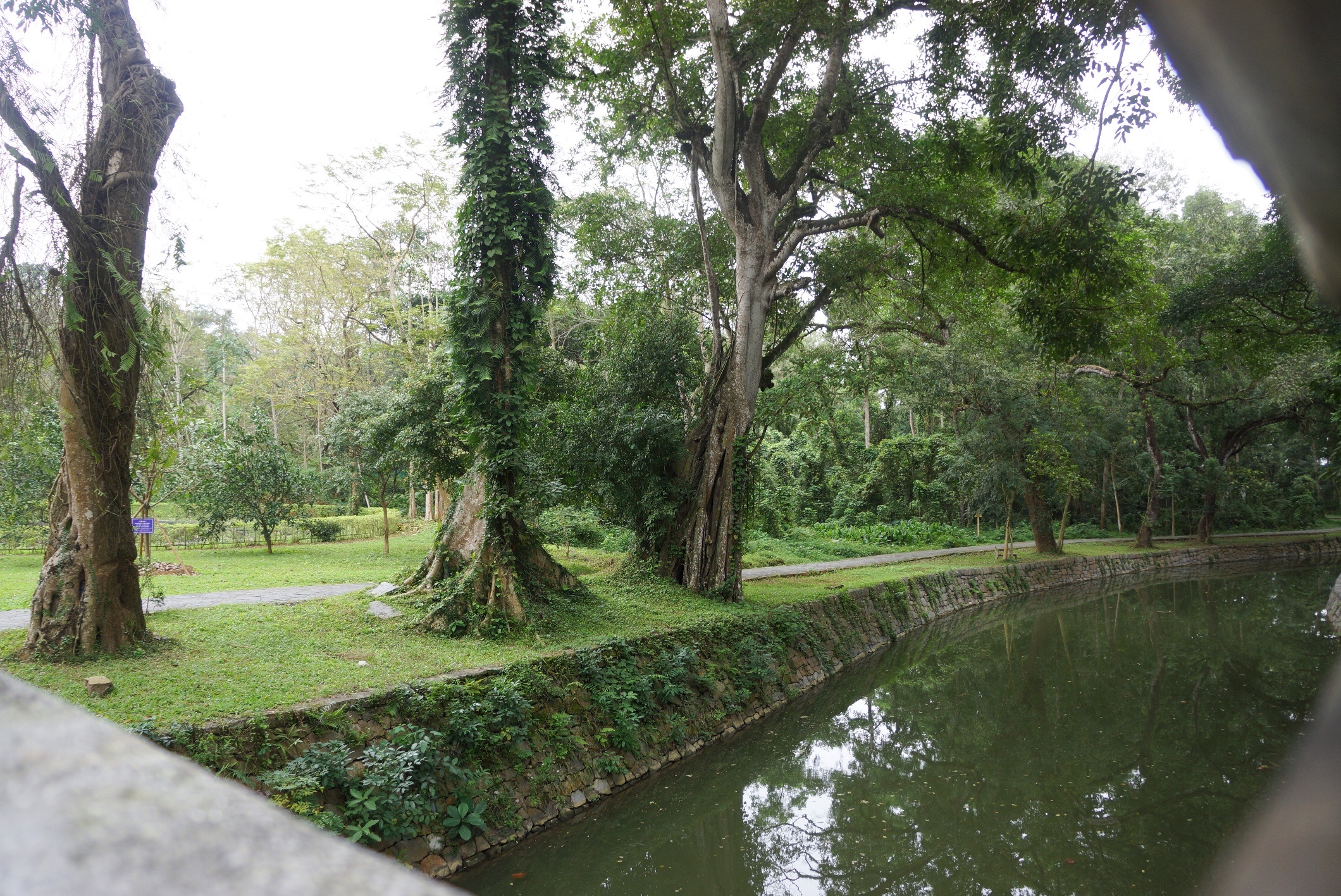 quan the cay di san Lam Kinh anh 10