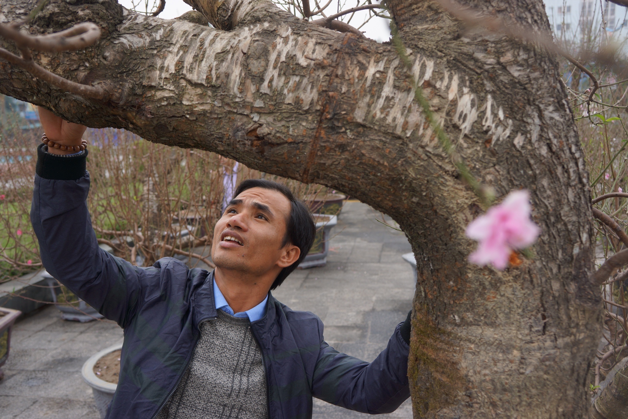 goc dao het gia 100 trieu anh 6