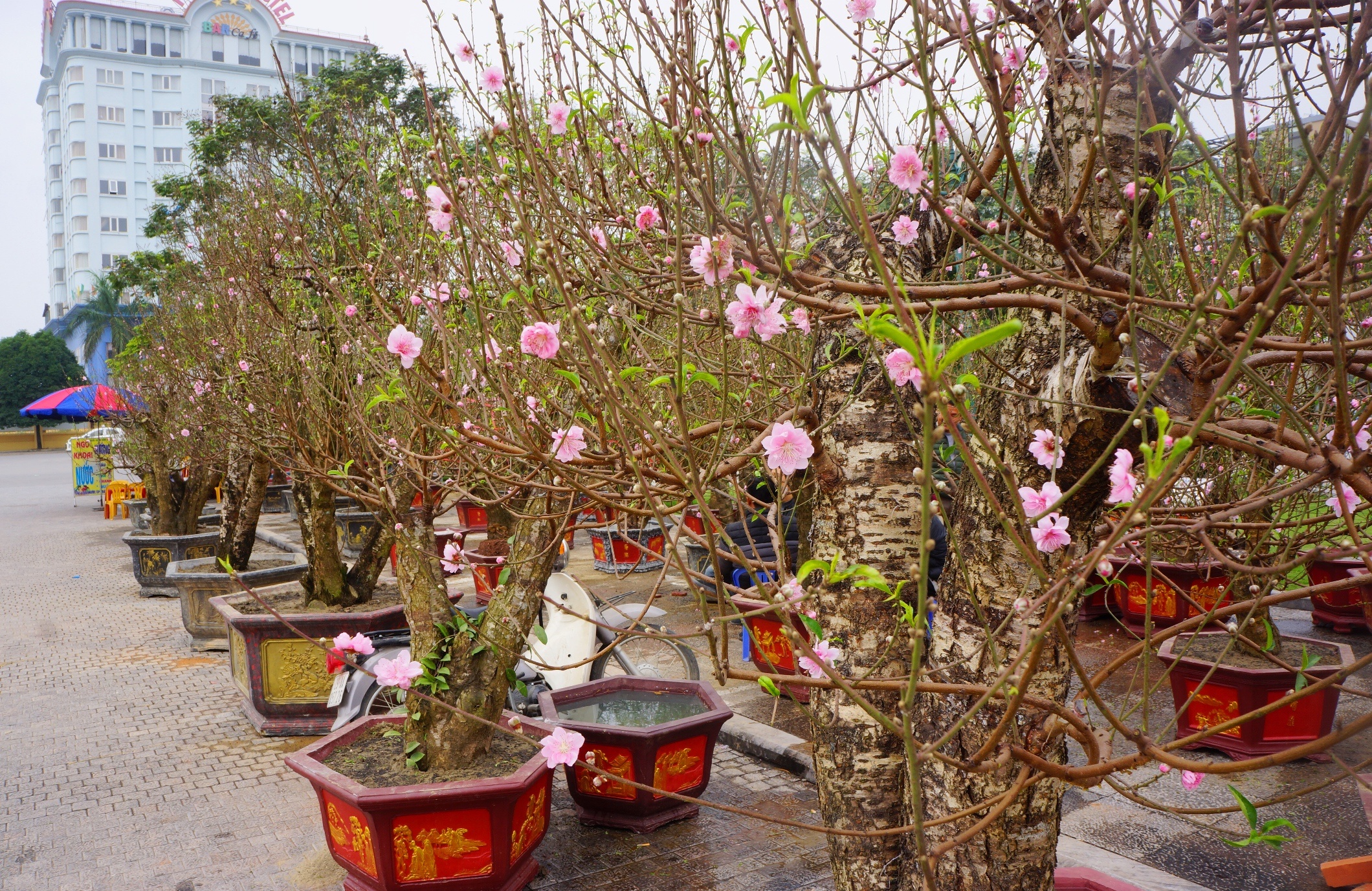 goc dao het gia 100 trieu anh 1